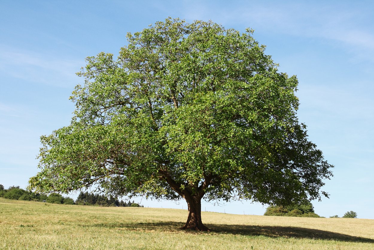 Walnut Dark g3506
