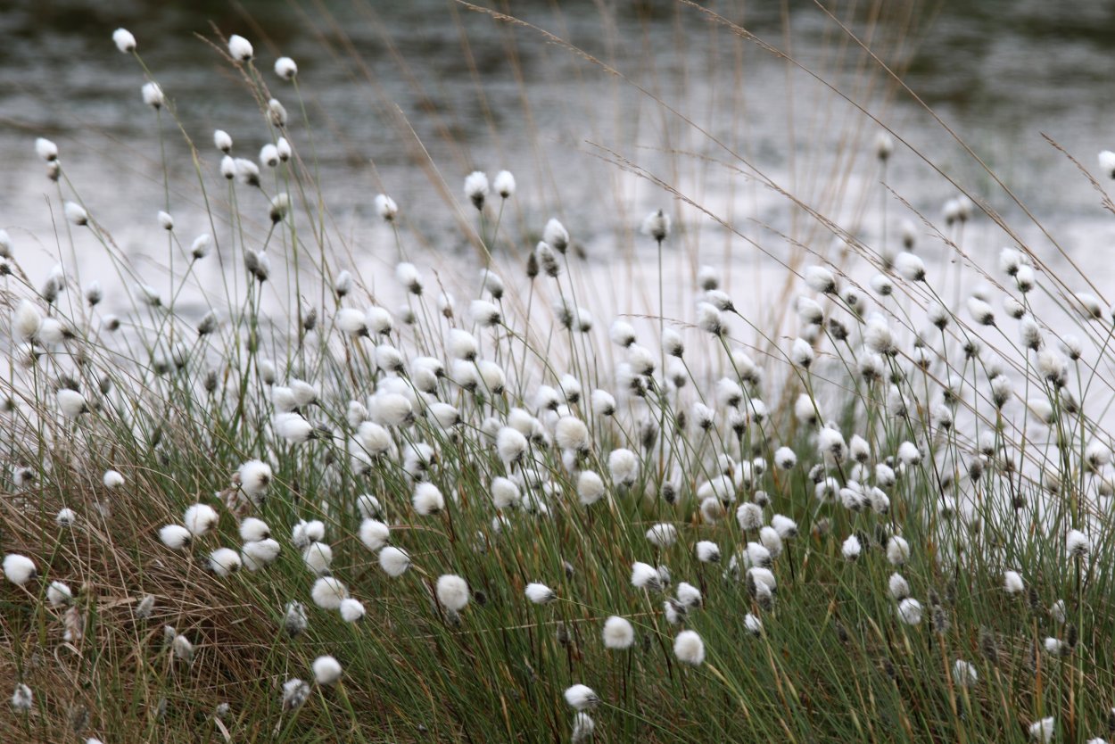 Хвощ пушица