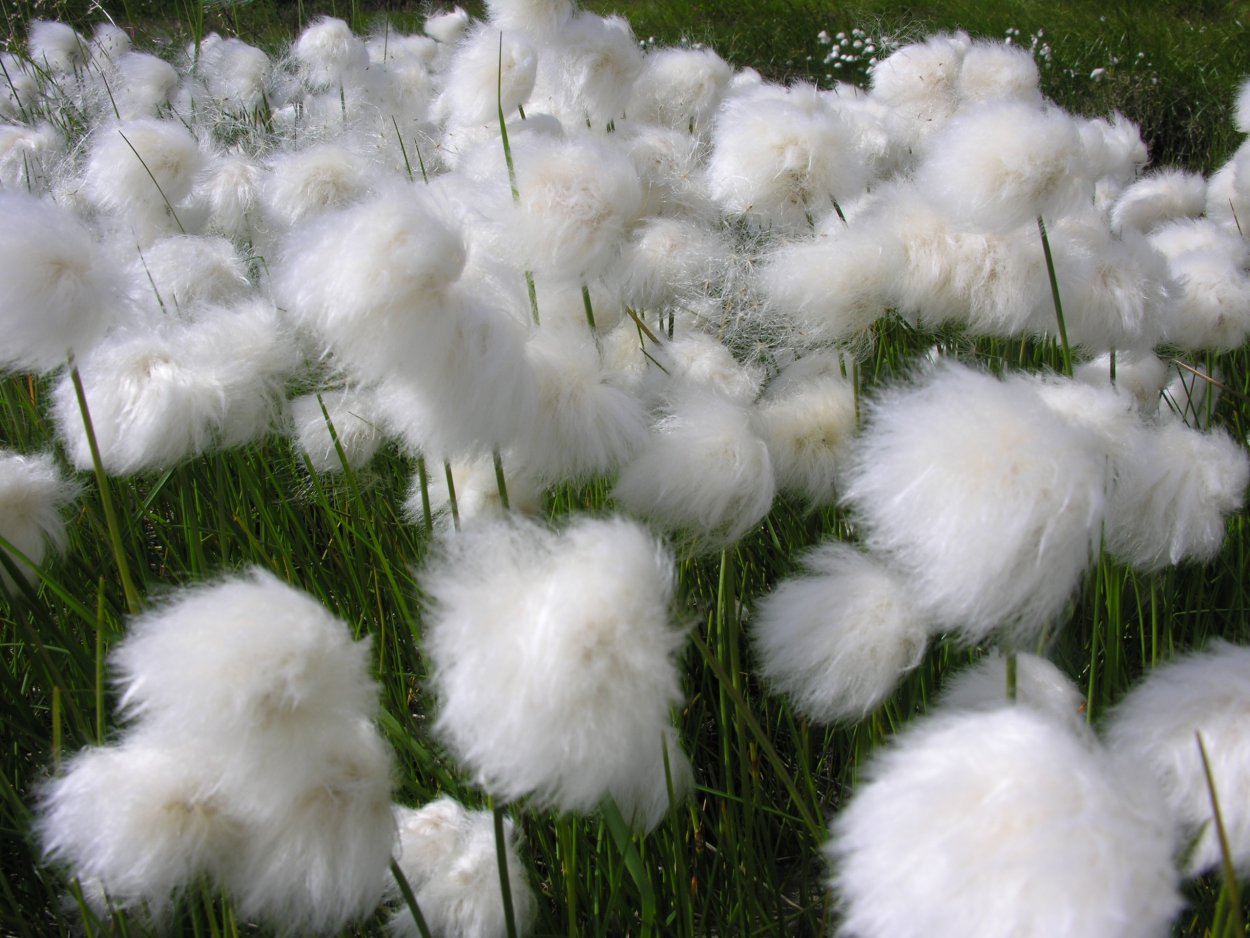 Ямальская пушица