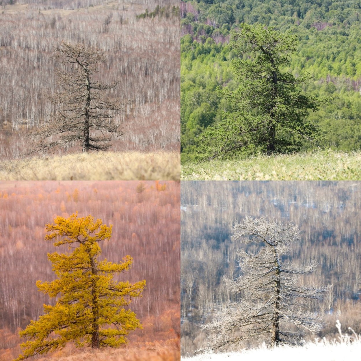 Деревья Южного Урала названия