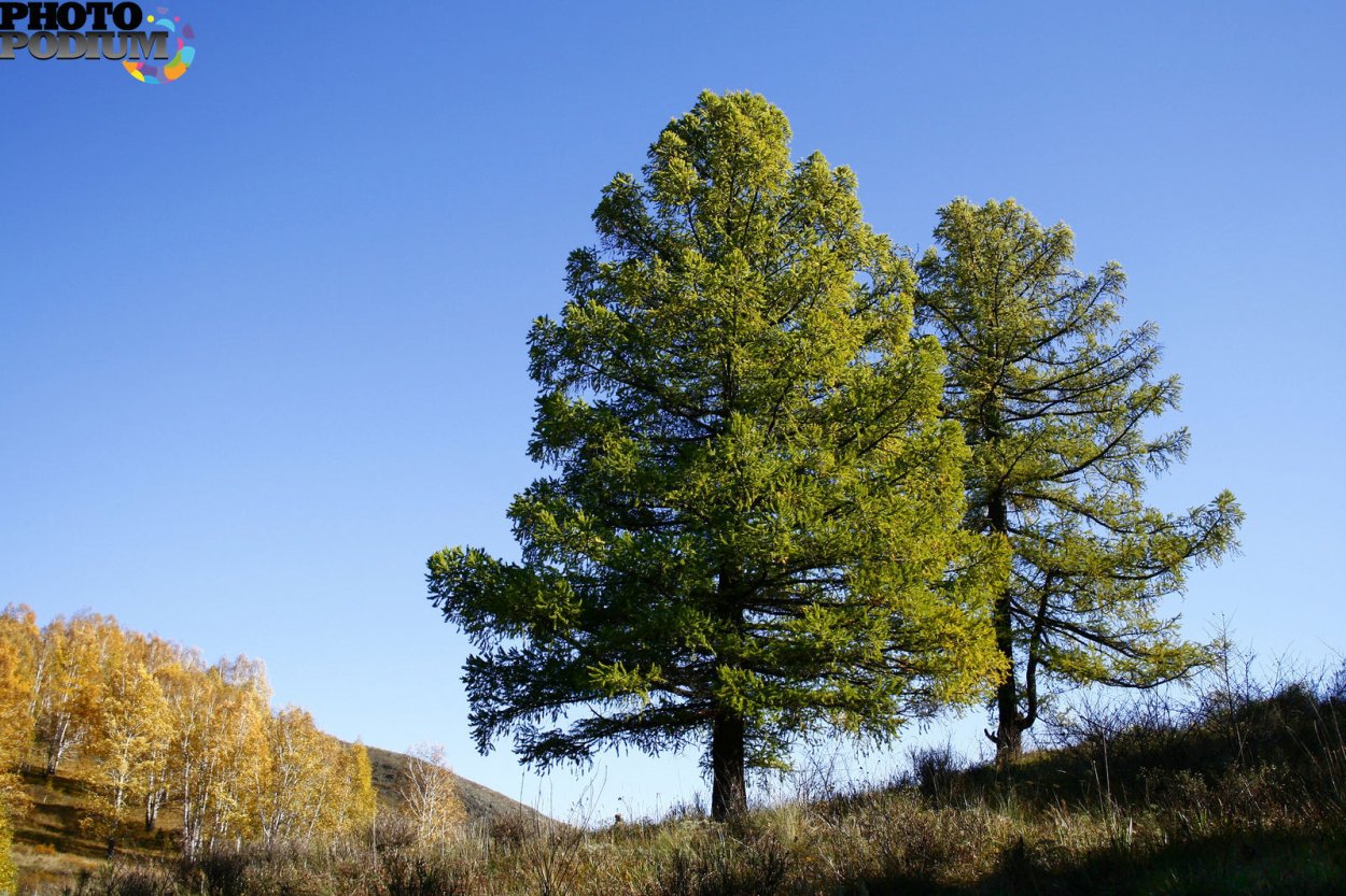 Джабык Карагайский лиственница