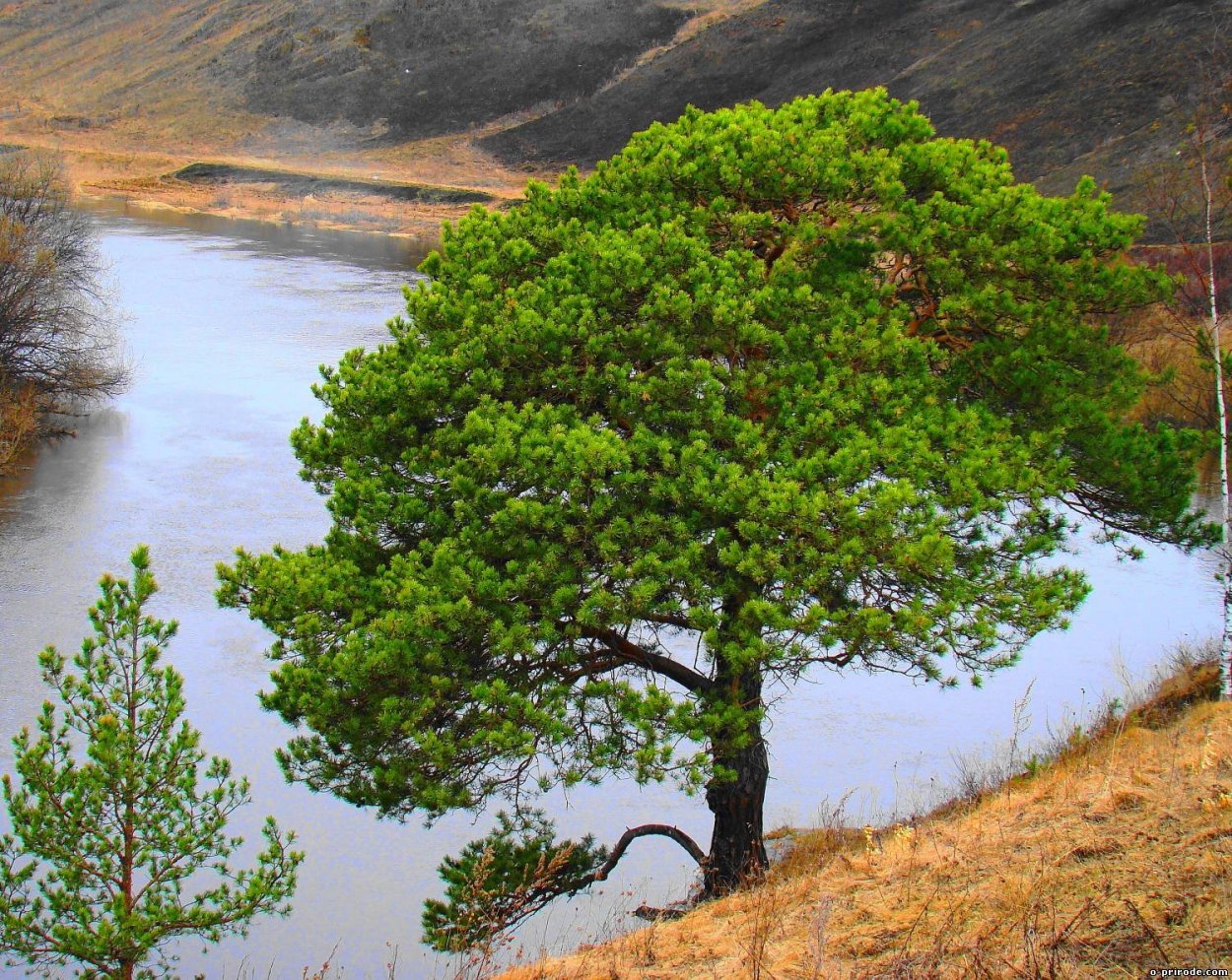 Деревья Южного Урала