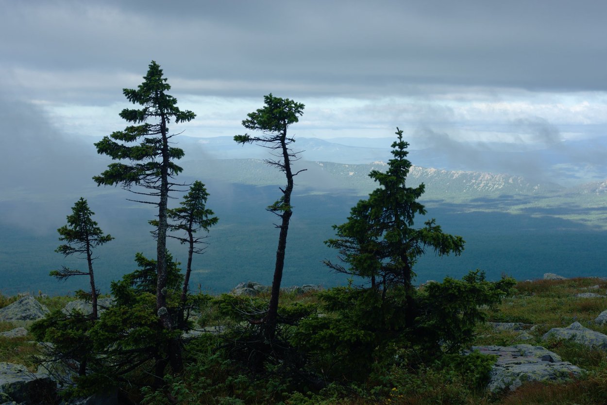 Лиственница Сибирская Larix sibirica