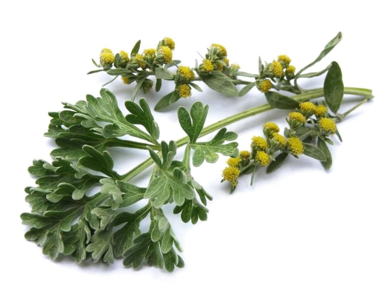 Полынь горькая (Artemisia absinthium)