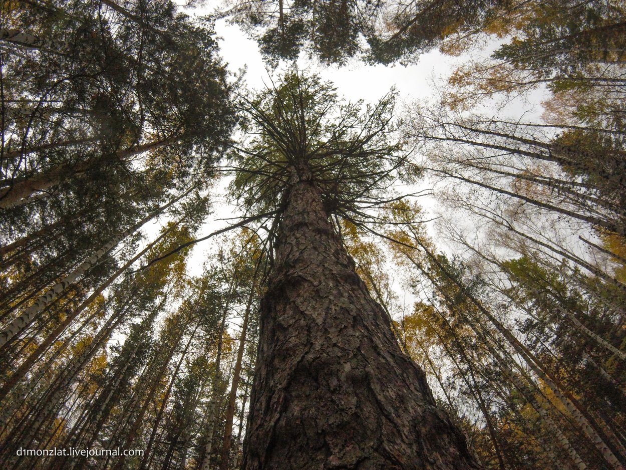Ель Сибирская темнохвойная