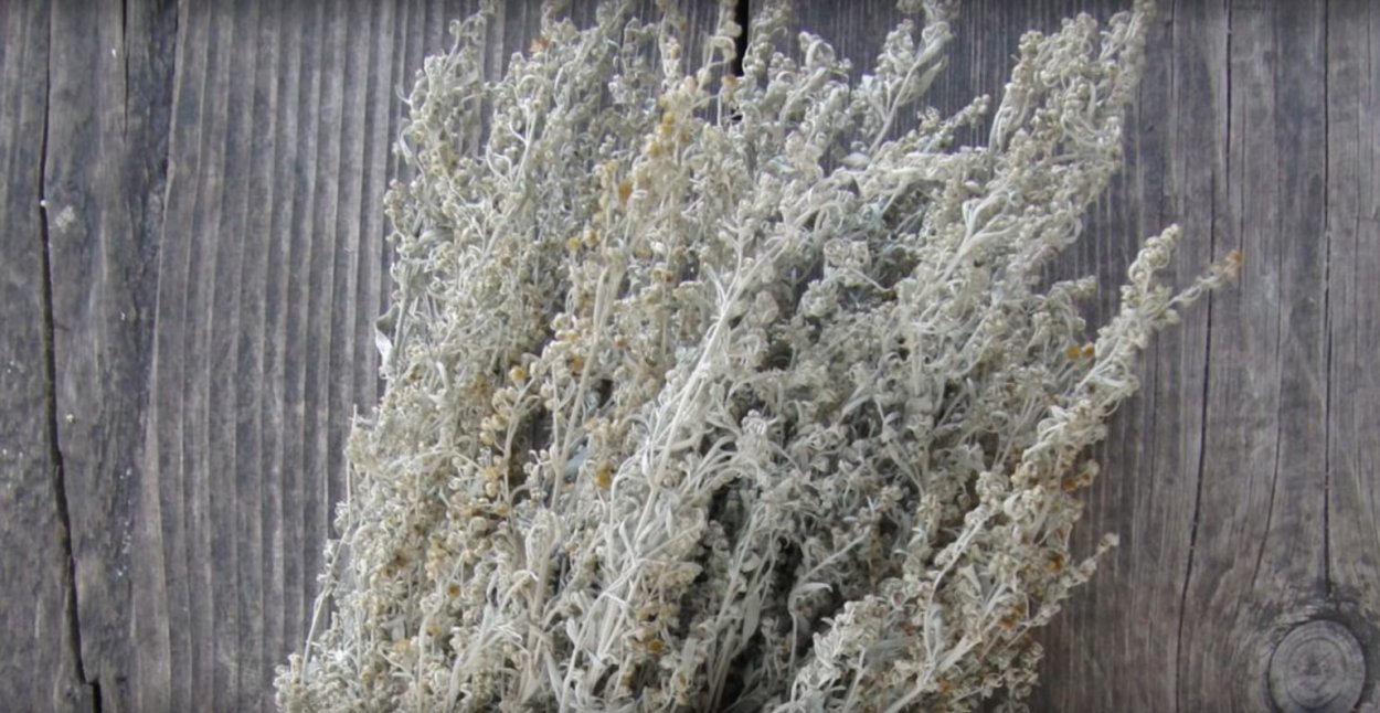 Полынь Artemisia Makana Silver