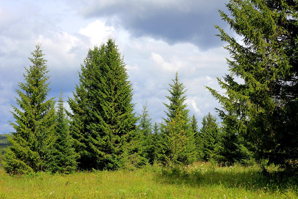 Растительный мир для дошкольников