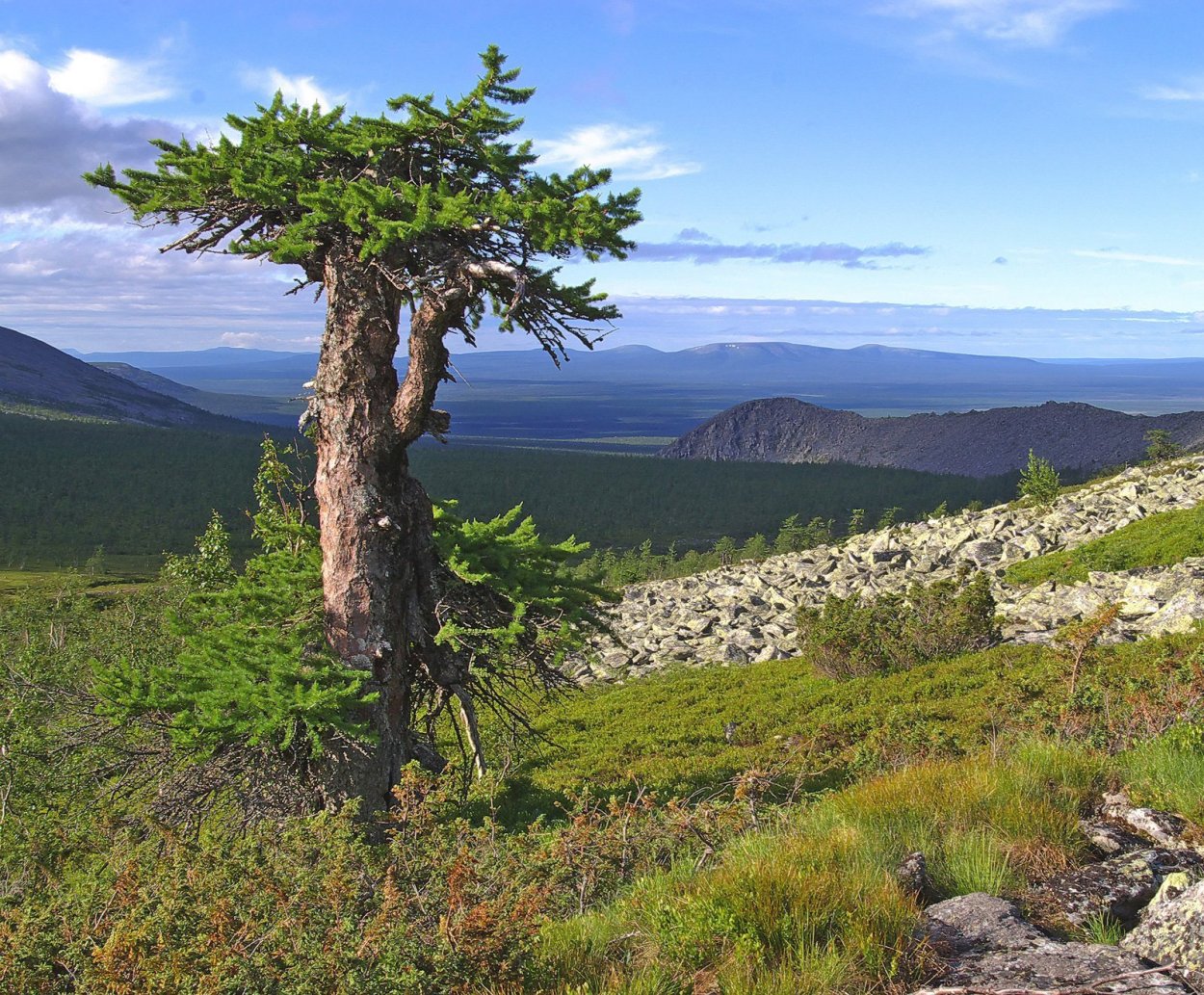 Уральская Лесная растительность