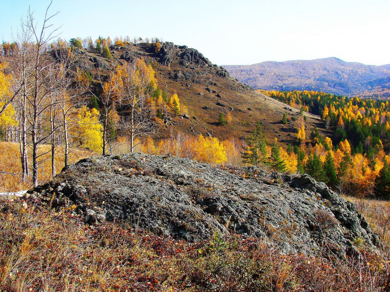 Сосна обыкновенная (Удмуртия)