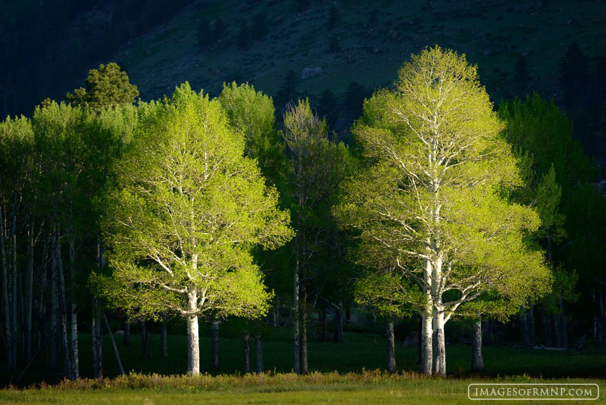 Деревья Тургояк
