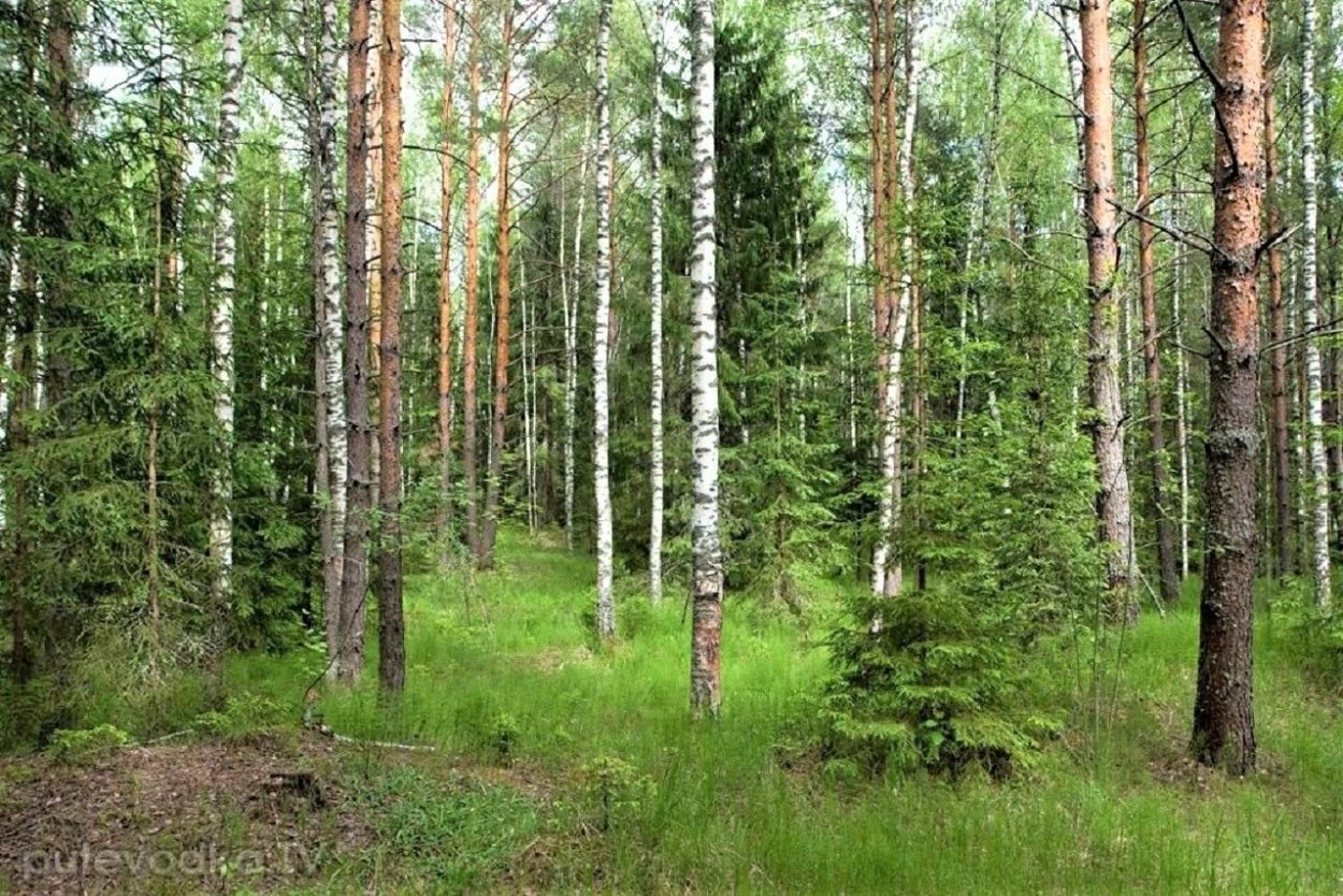 Куст рябины над рекой