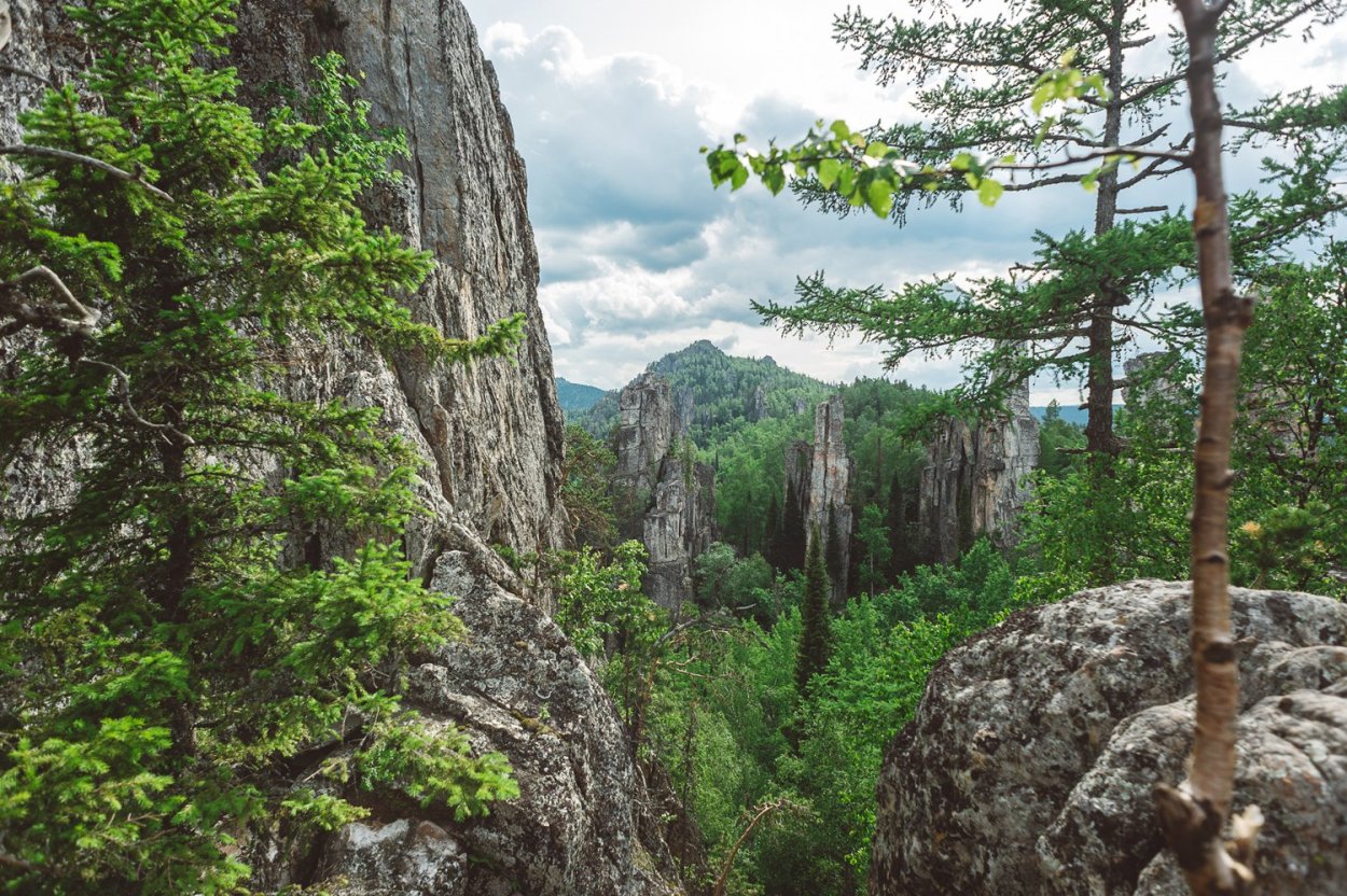 Березовая роща Заболотский