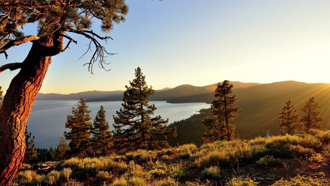 Лагонаки сосны