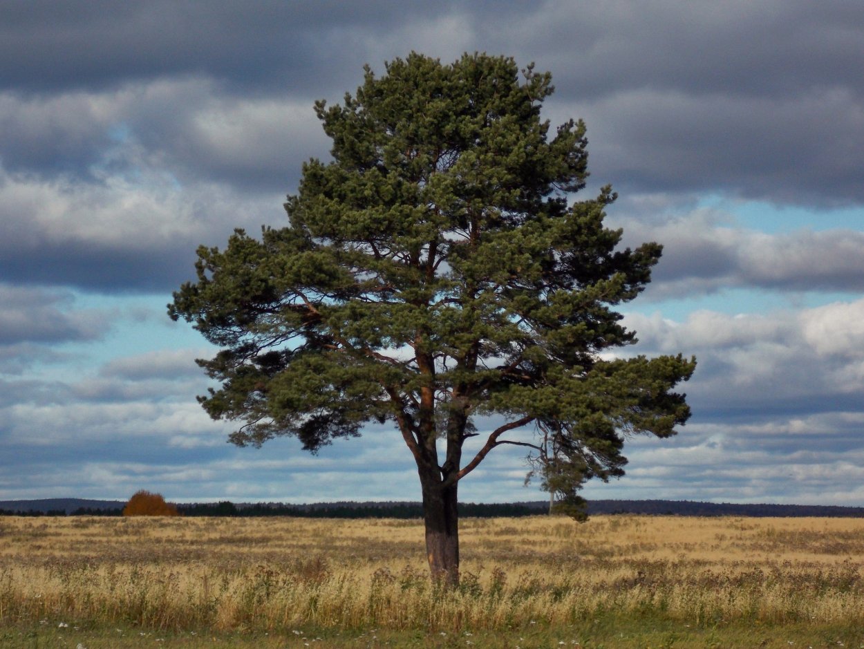 Деревья Урала