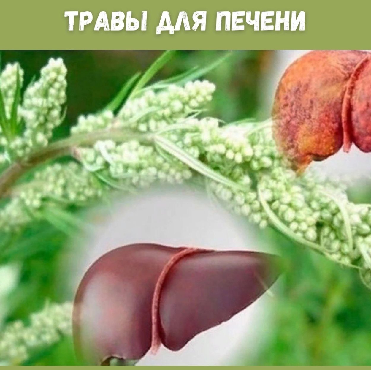 Лекарственные цветы для печени
