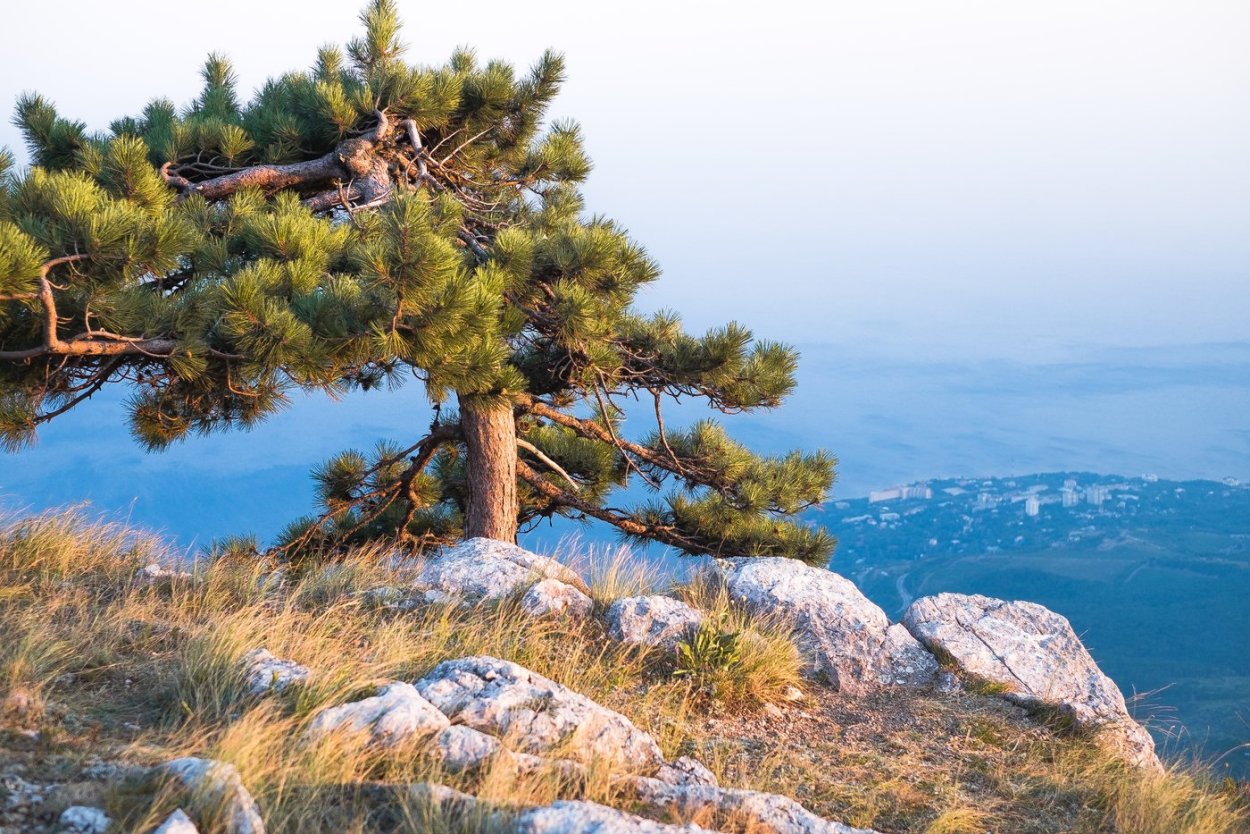 Темнохвойная Пихтовая Тайга Сибирь