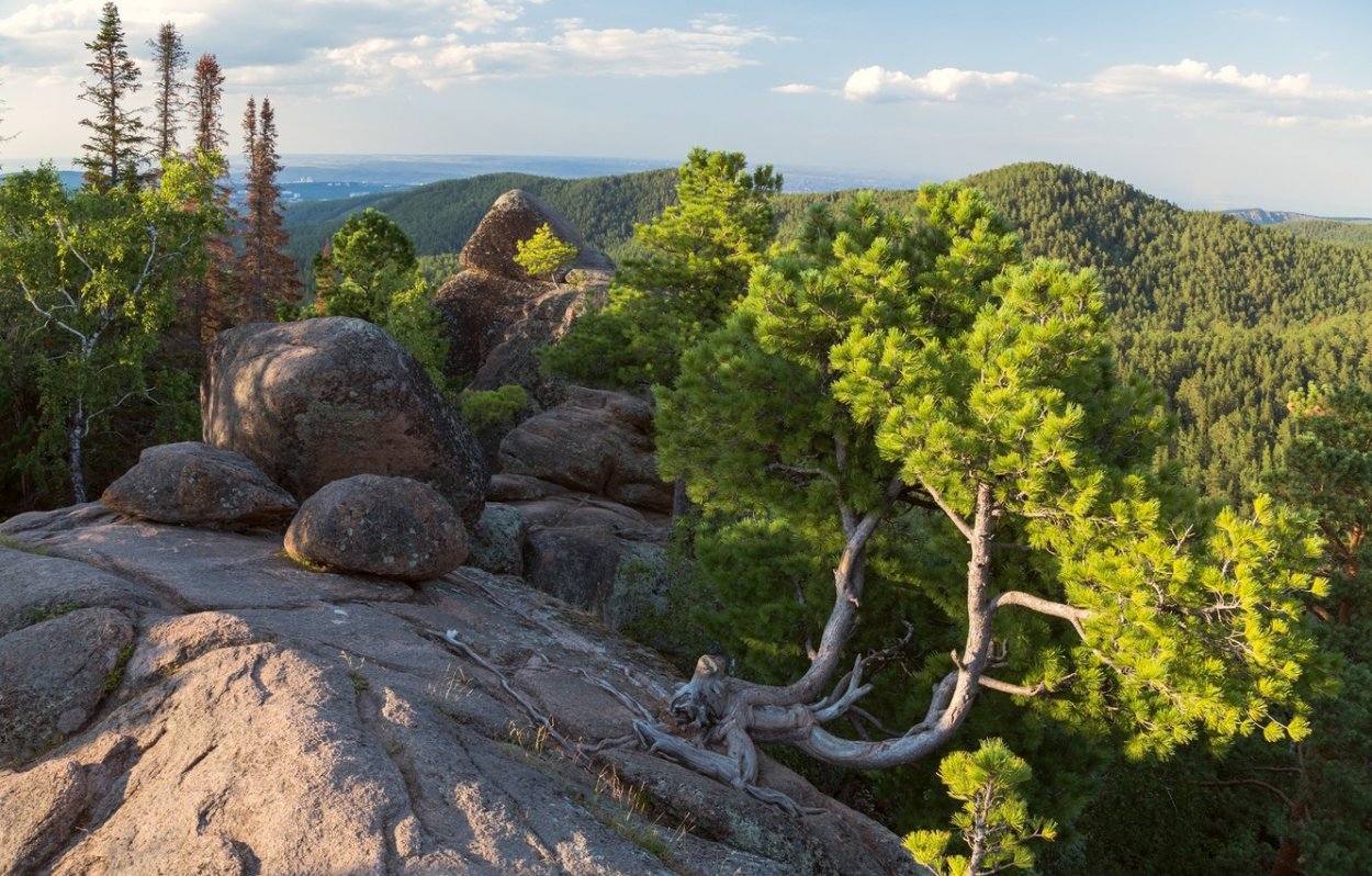 Тополь на Алтае