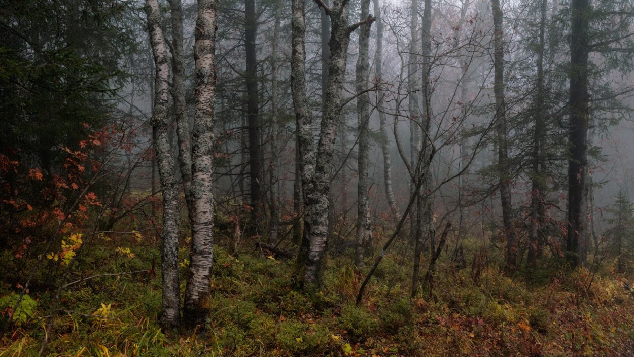 Сосна обыкновенная габитус