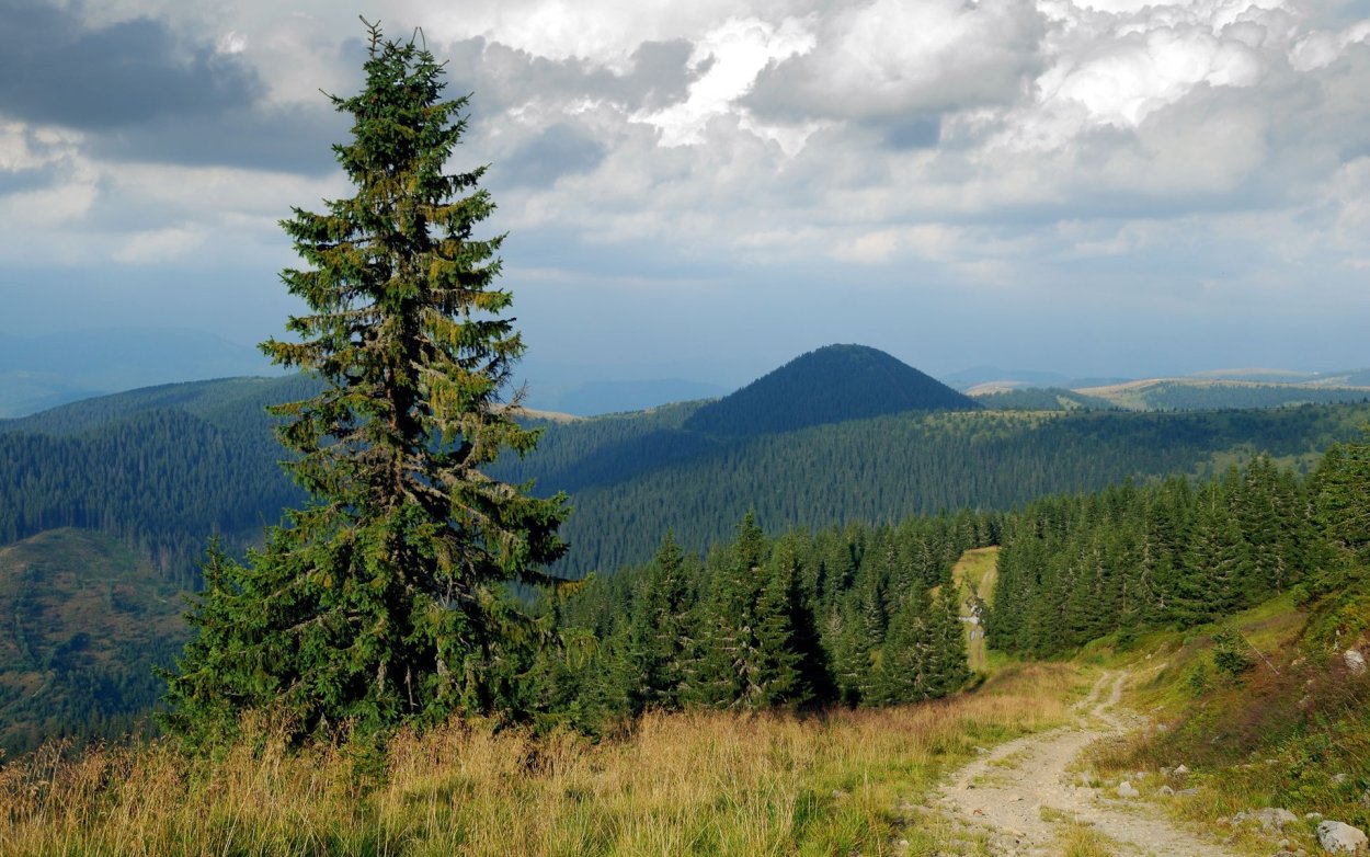 Виды хвойных деревьев названия