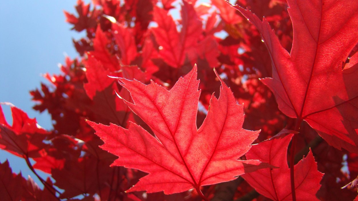 Acer rubrum (клен красный) 'Red Sunset'