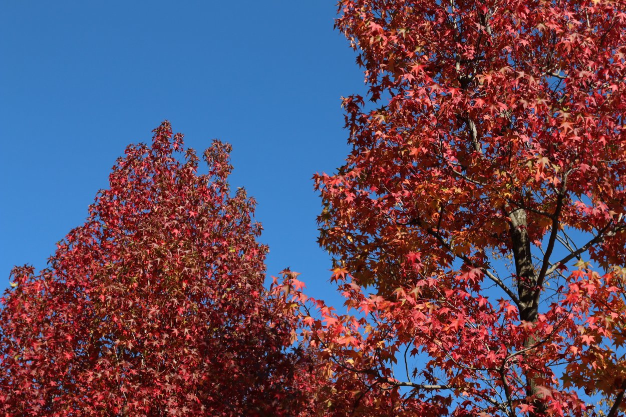 Happy 2021 Red Tree