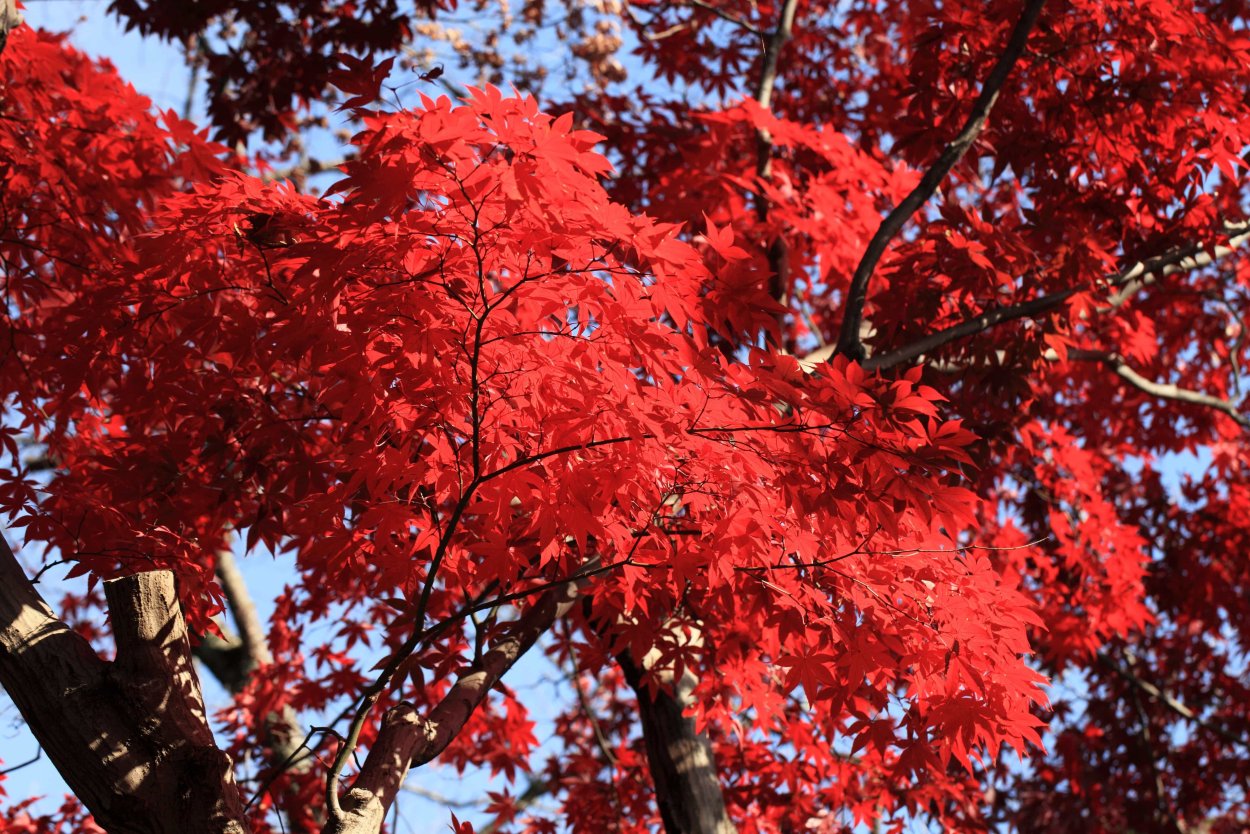 Дуб красный, Северный Quercus rubra