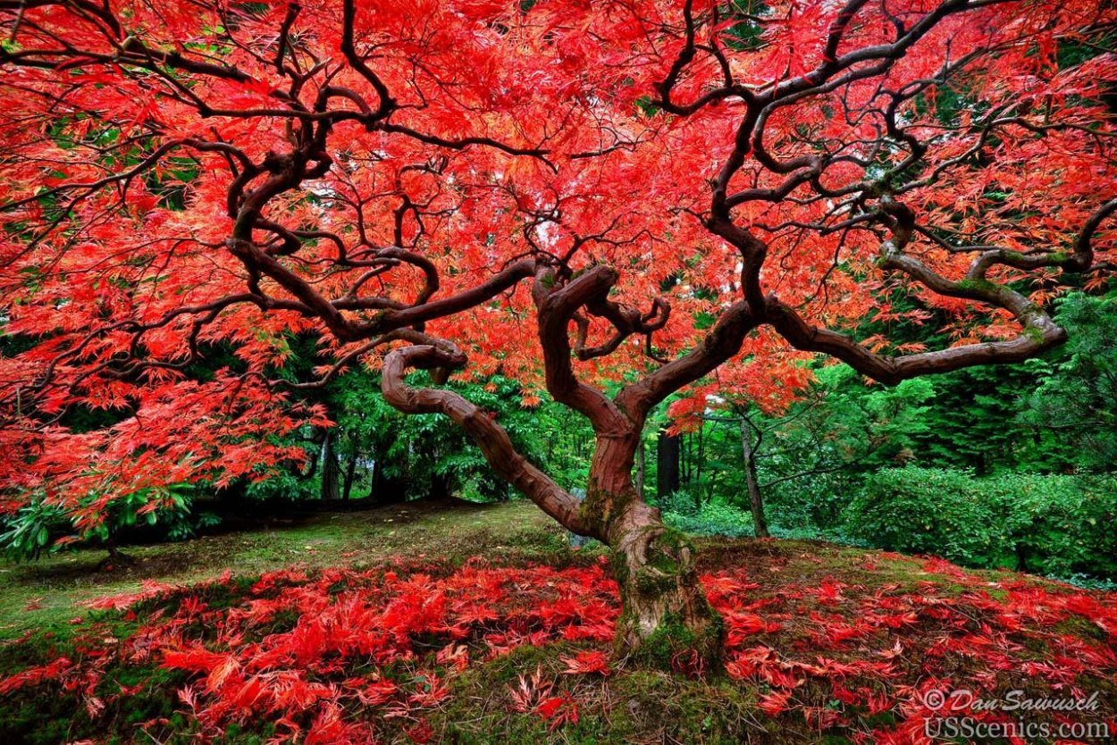 Дуб красный Quercus rubra