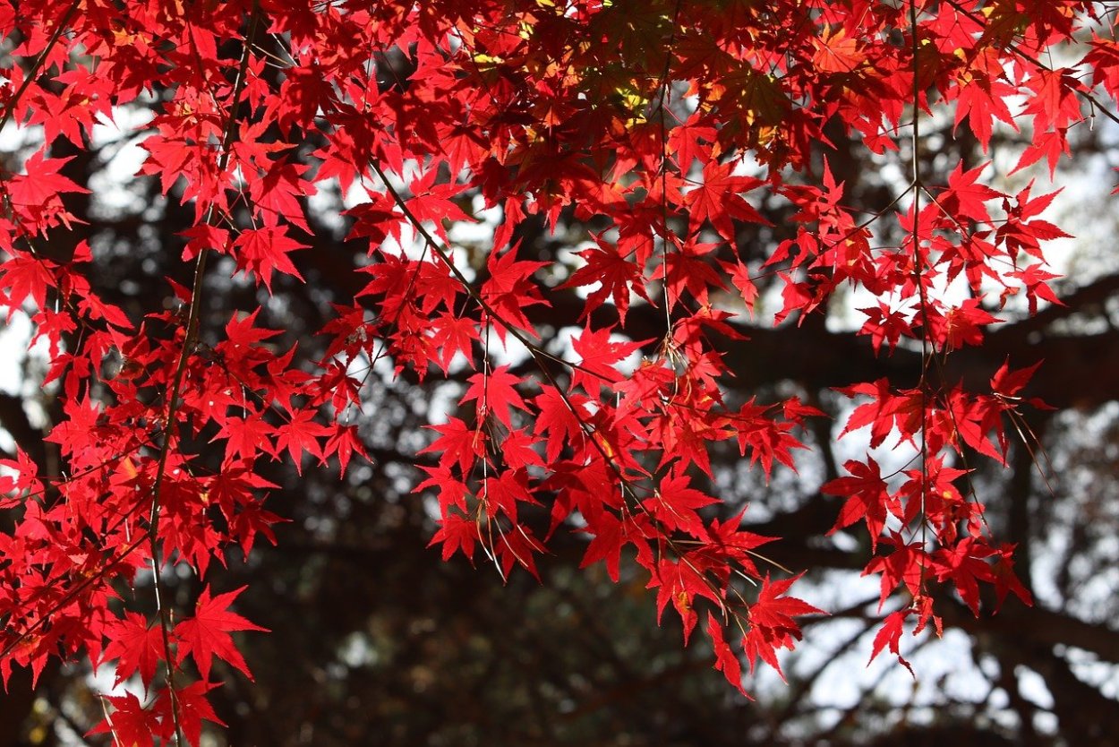 Клен красный Acer rubrum