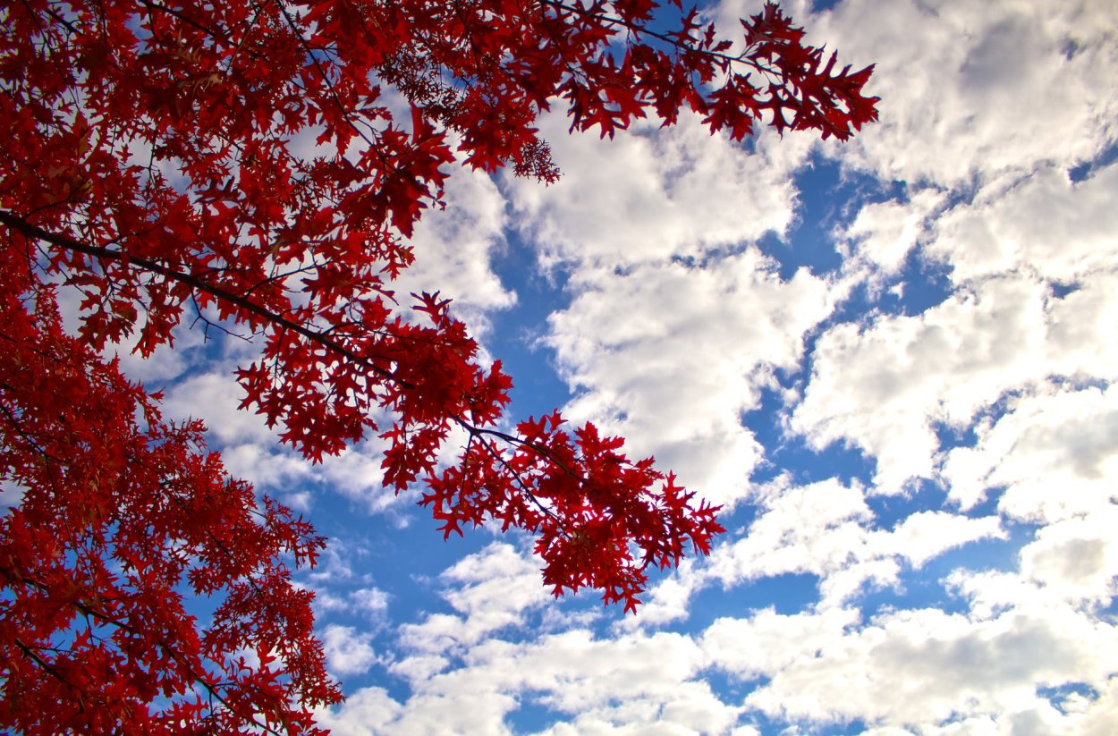 Клен красный autumn Radiance