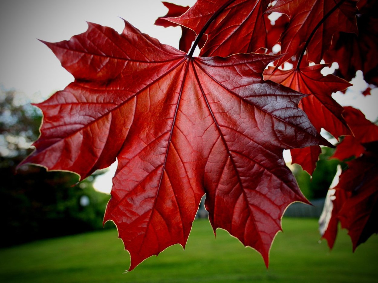 Дуб красный, Северный Quercus rubra
