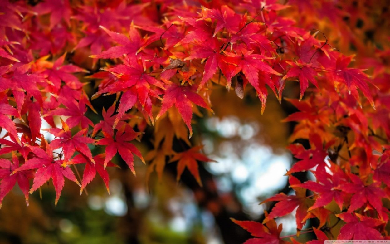 Дуб красный, Северный Quercus rubra
