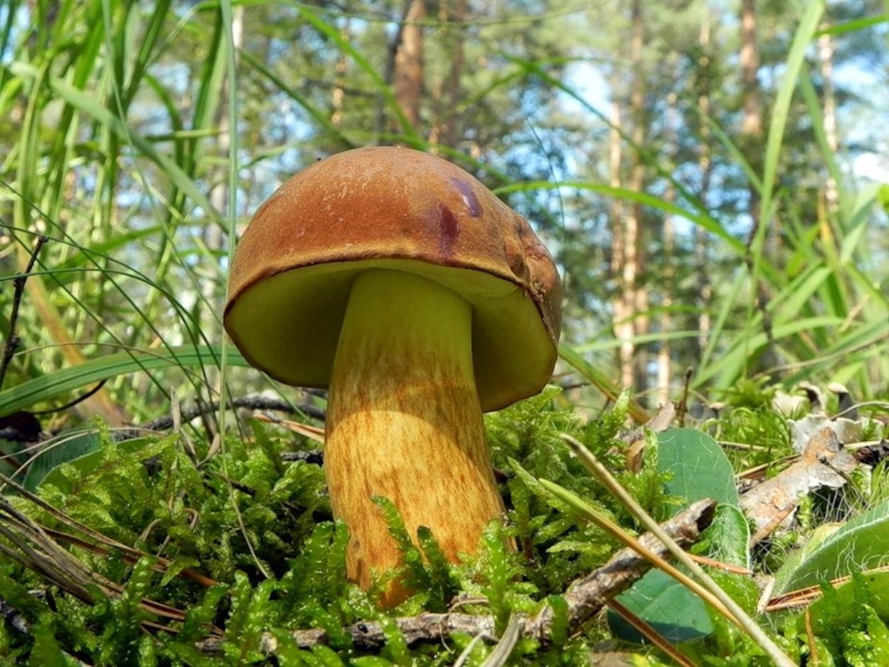 Моховик зеленый Xerocomus subtomentosus