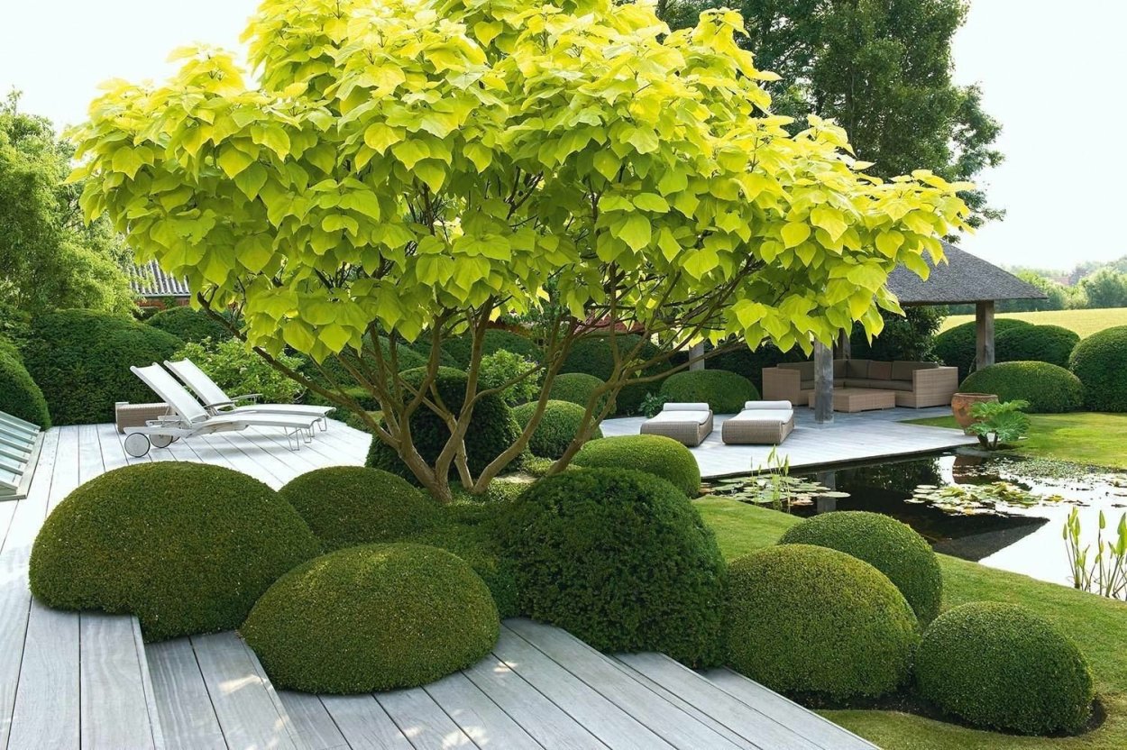 Клен на приусадебном участке