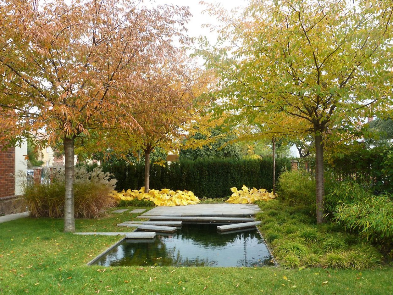 Клён Гиннала рокарий