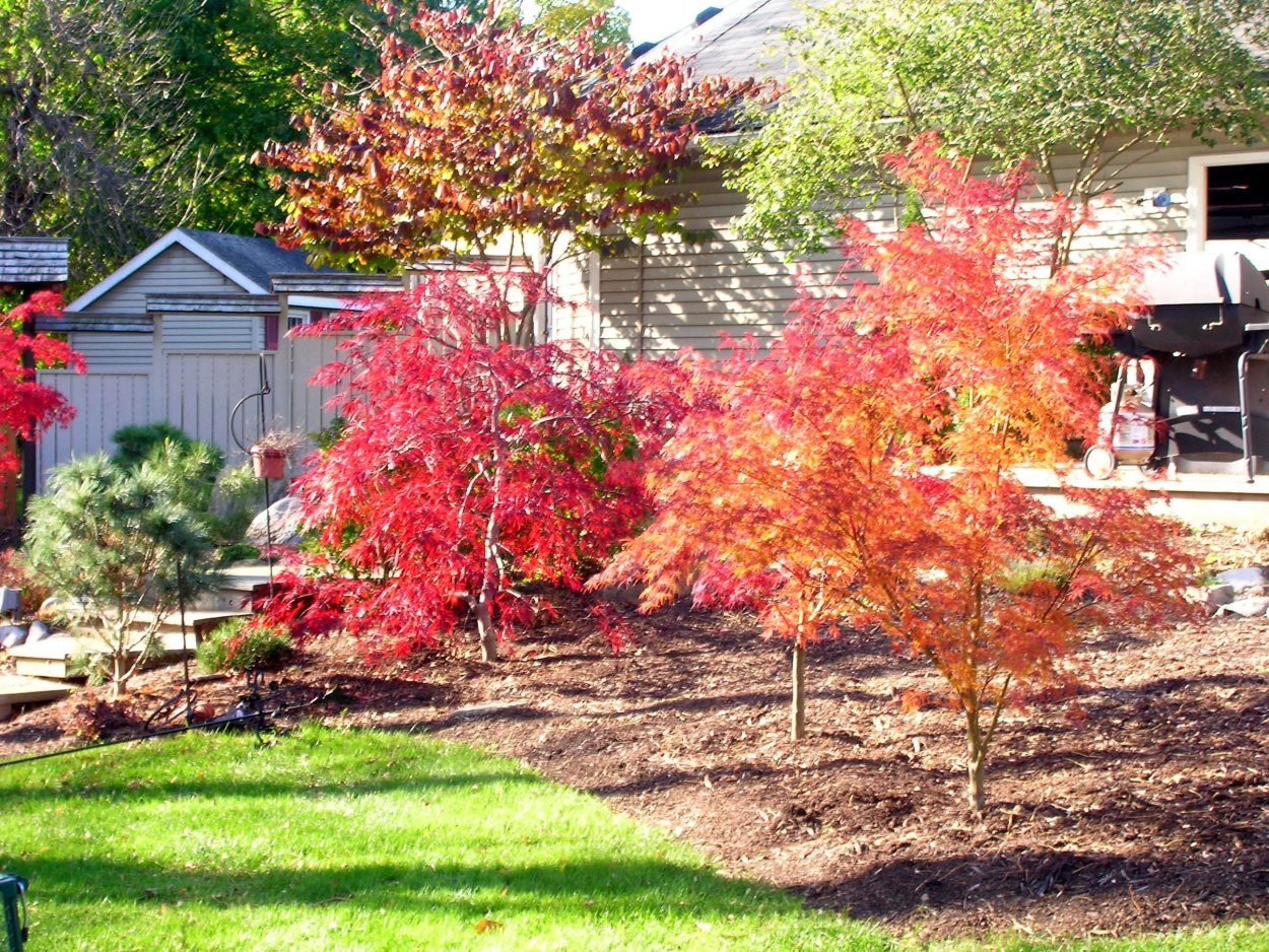 Хвойные сады Яна сламы