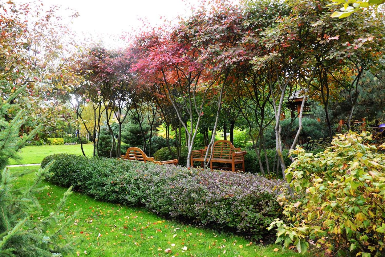 Композиции с кленом Гиннала