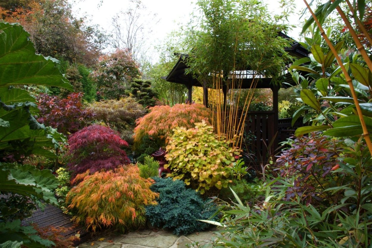 Миксбордер с кленом Гиннала