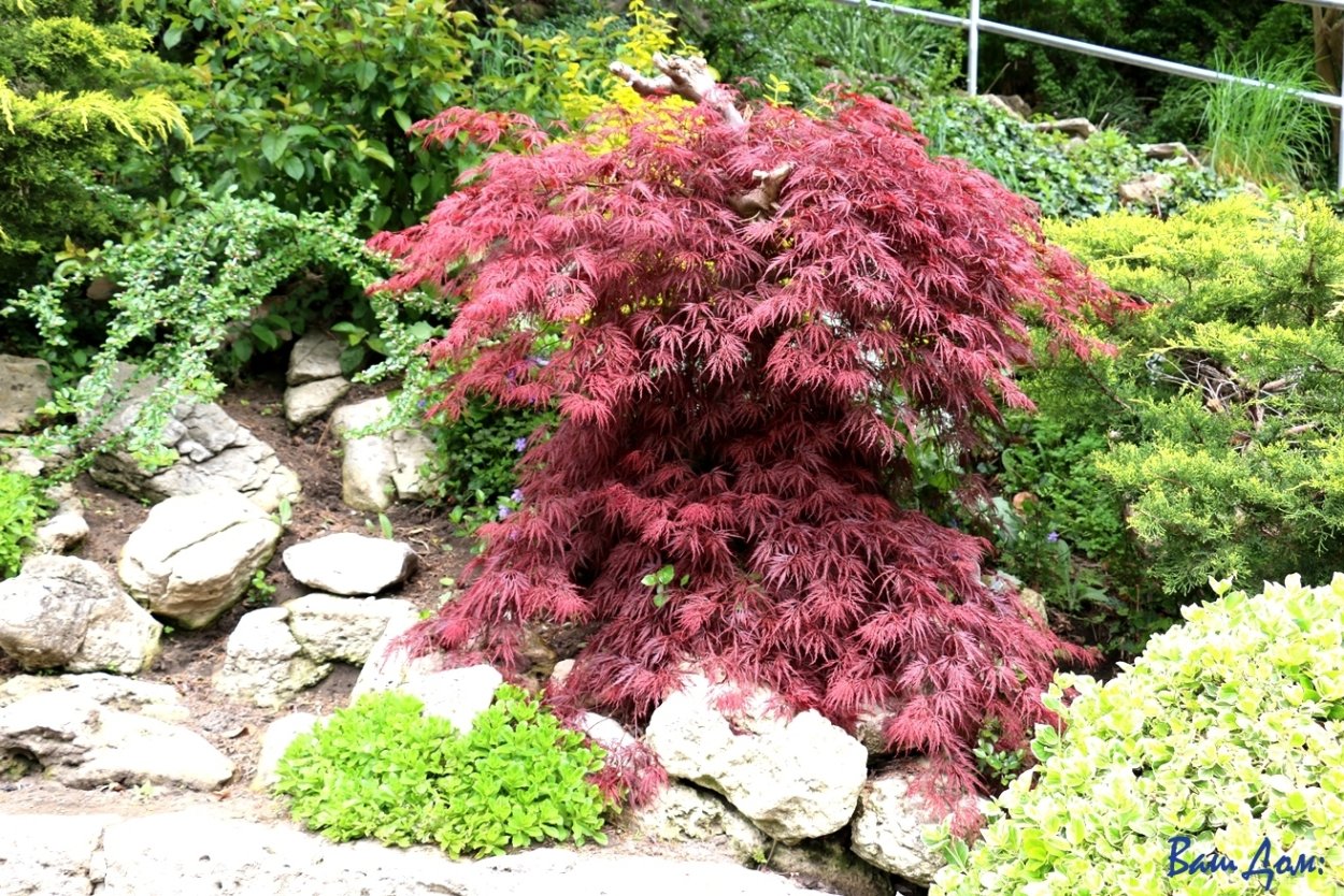 Клен palmatum Osakazuki