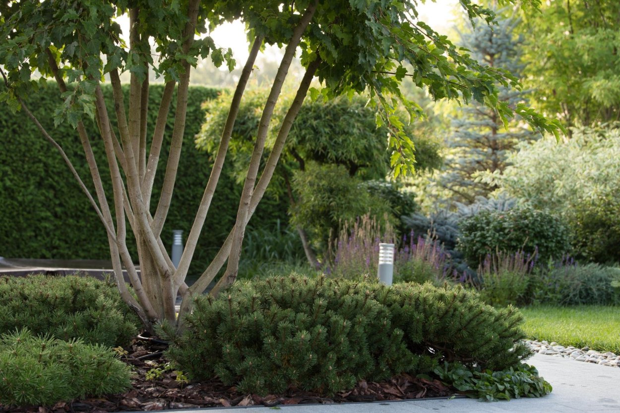 Туя бересклет скумпия миксбордер