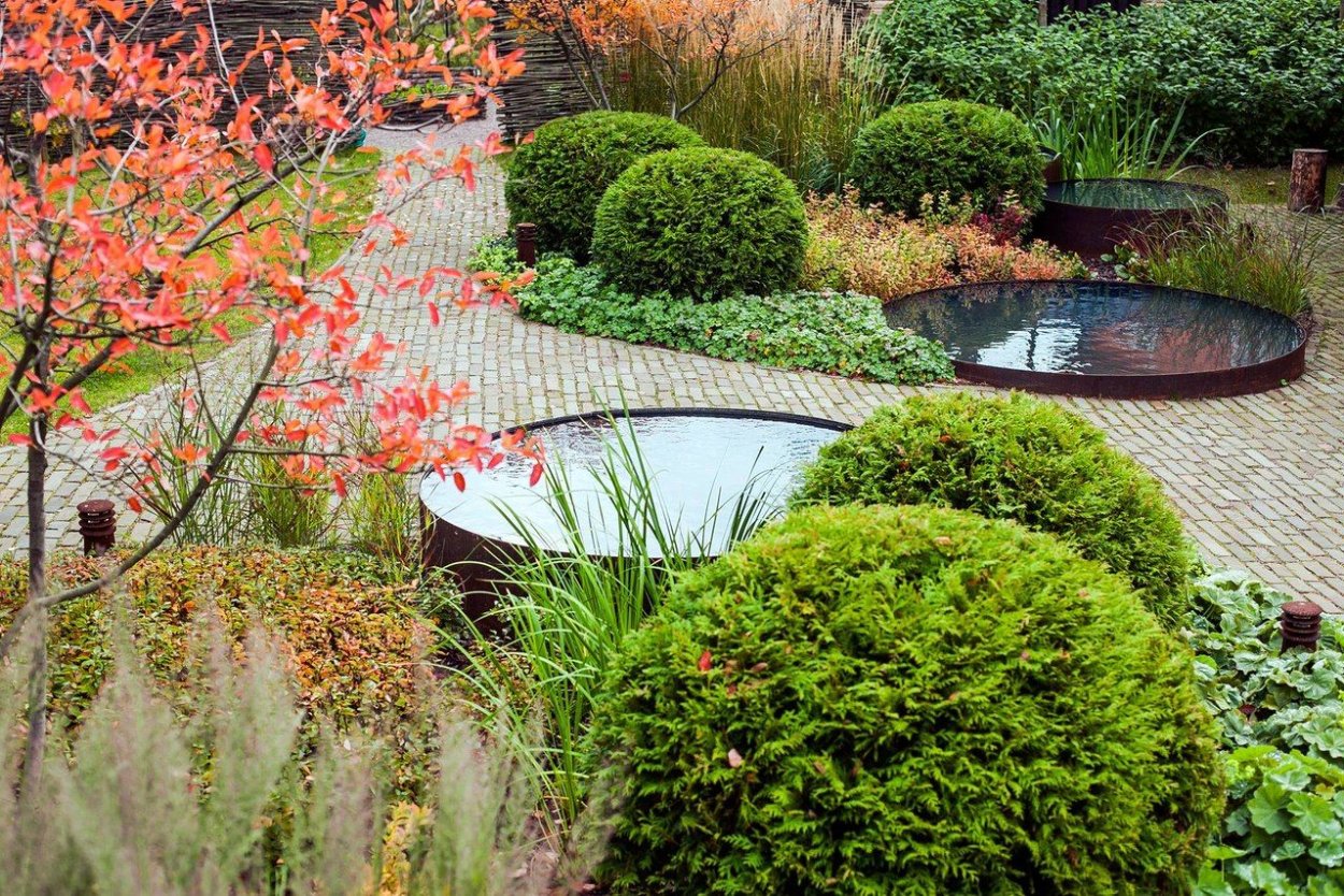 Клен японский Ауреум