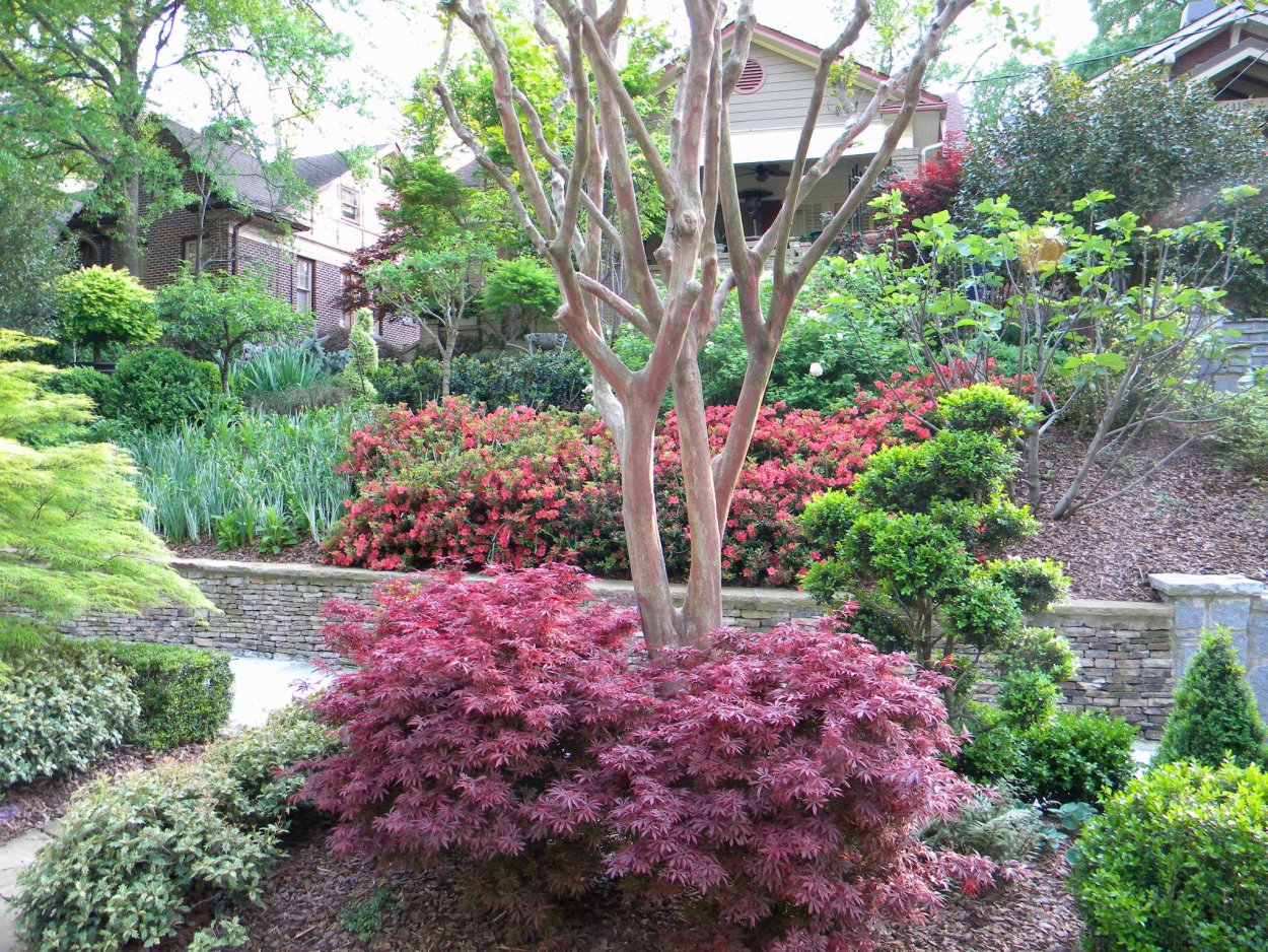 Acer palmatum 'Trompenburg'