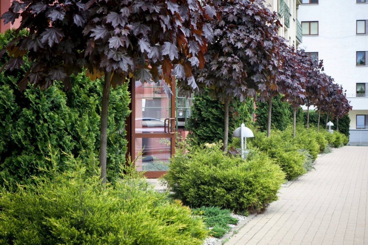 Клен Гиннала в ландшафте