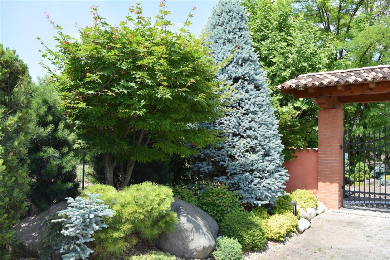 Самшит, гортензия, Барбарис