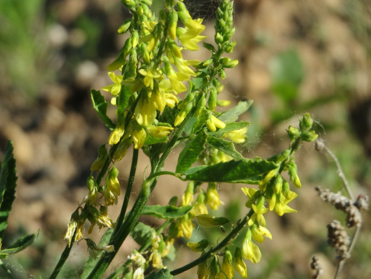 Донник двухлетний желтый