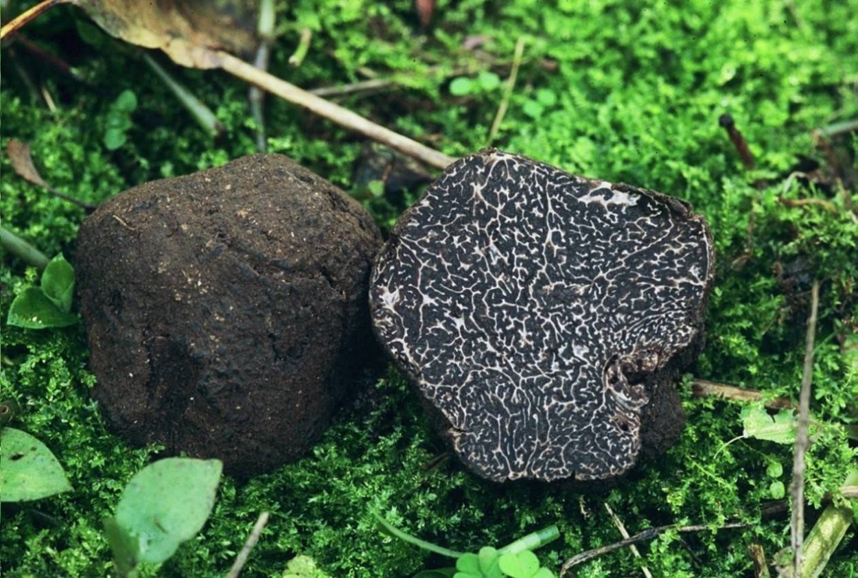 Навозник белый Coprinus comatus
