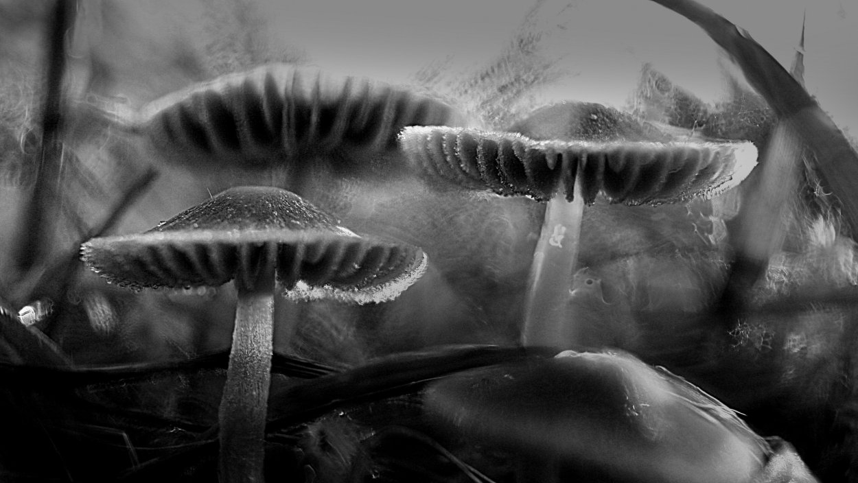 Lactarius lignyotus