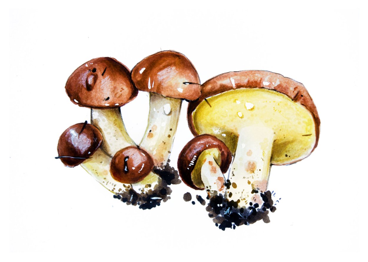 Кульбики грибы