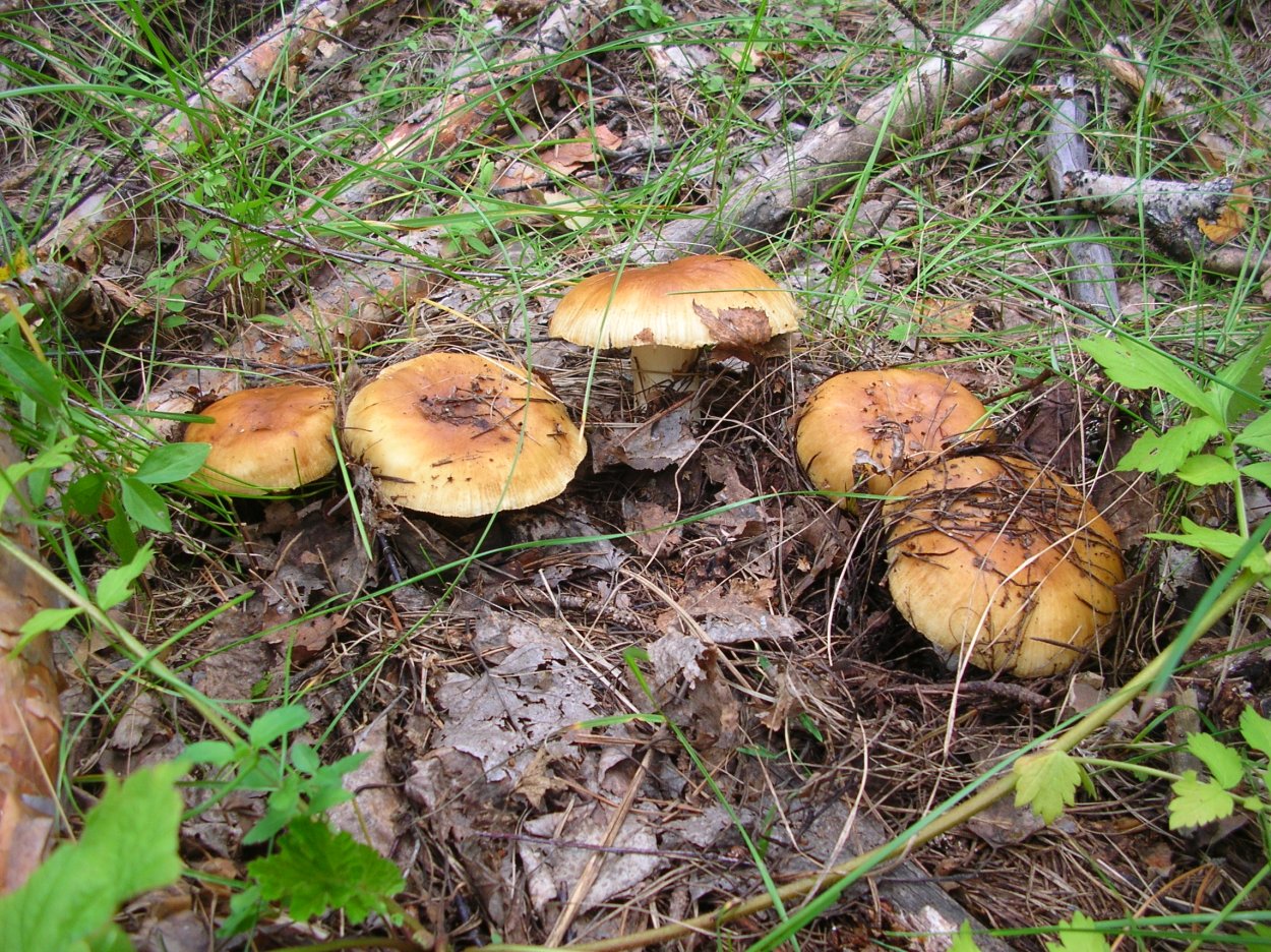 Грибы подтопольники валуи