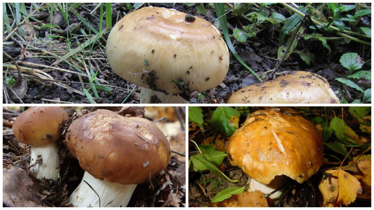 Сыроежка гриб