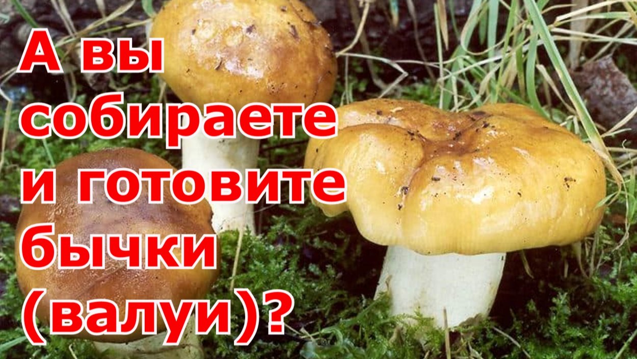 Гебелома неприятная гриб